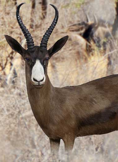 Black Springbuck Hunting in South Africa