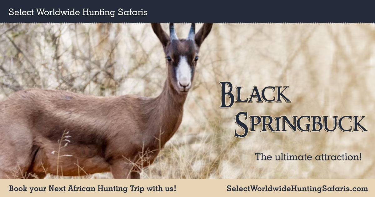 Black Springbuck Hunting in South Africa with Select Hunting