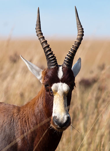 Blesbuck Hunting in South Africa