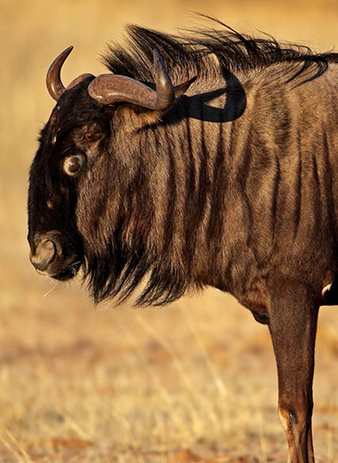 Blue Wildebeest Hunting in South Africa