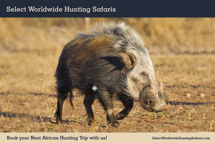 Hunting Bushpig in Southern Africa