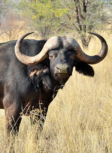 Cape Buffalo Hunting in South Africa