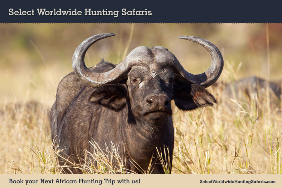 Hunting Cape Buffalo in Southern Africa