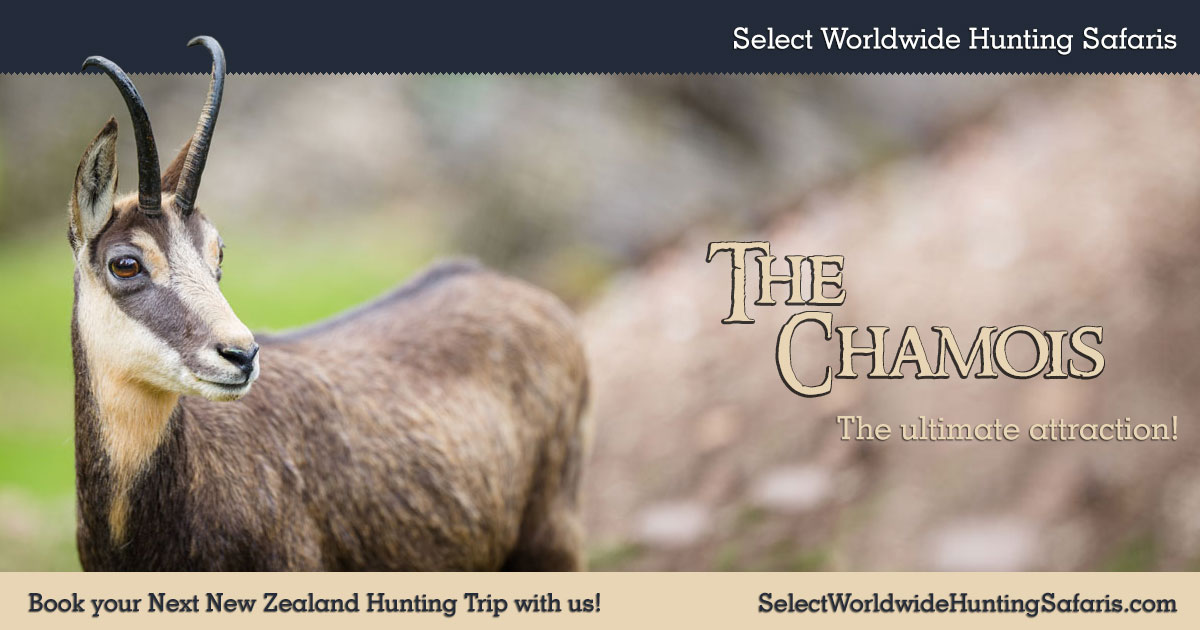 Chamois Rut : Four Seasons Safaris New Zealand