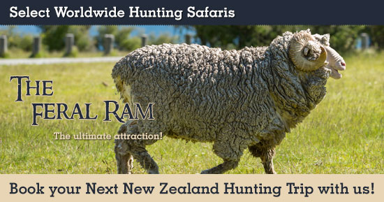 Hunting Feral Ram in New Zealand