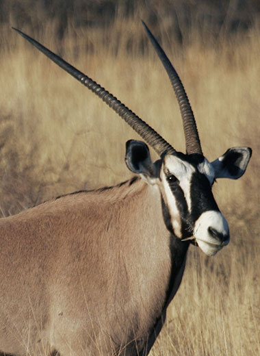 Gemsbuck Hunting in South Africa