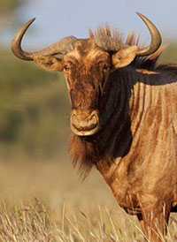 Golden Wildebeest Hunting in South Africa