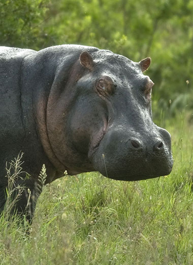 Hippopotamus Hunting in South Africa
