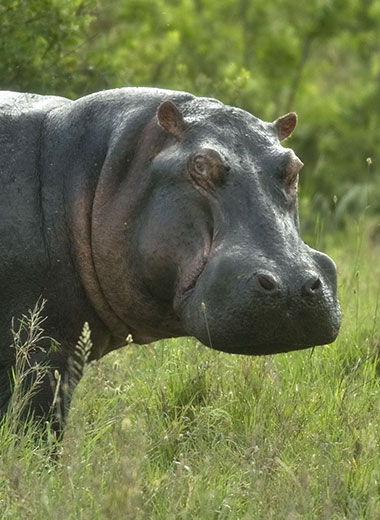 Hippopotamus Hunting in South Africa