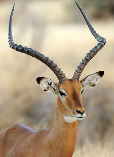 Impala Hunting in South Africa