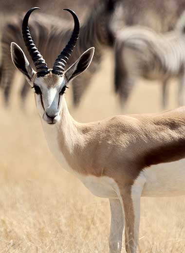 Kalahari Springbuck Hunting in South Africa