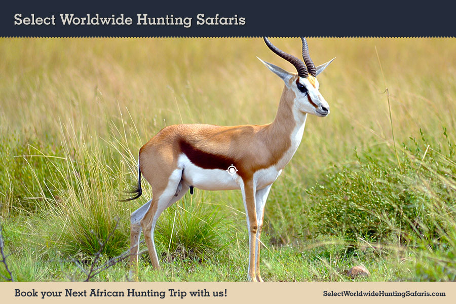 Hunting Springbok in Southern Africa