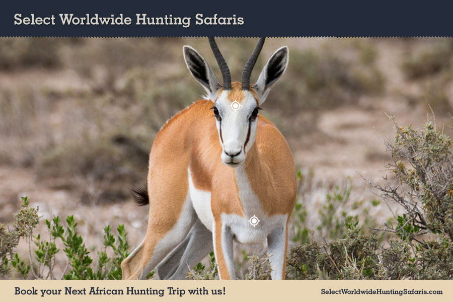 Hunting Springbok in Southern Africa