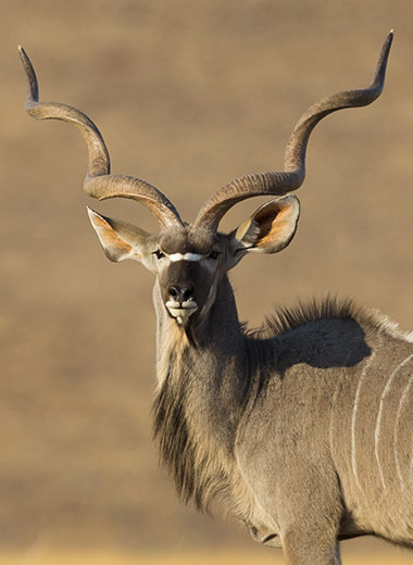 Kudu Hunting in South Africa