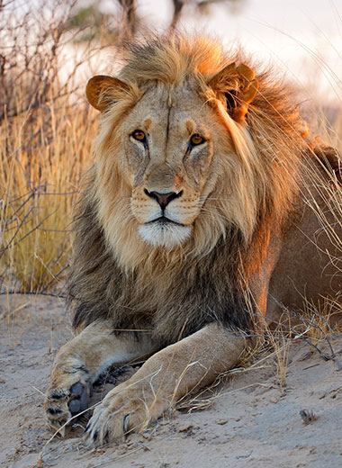 Lion Hunting in South Africa