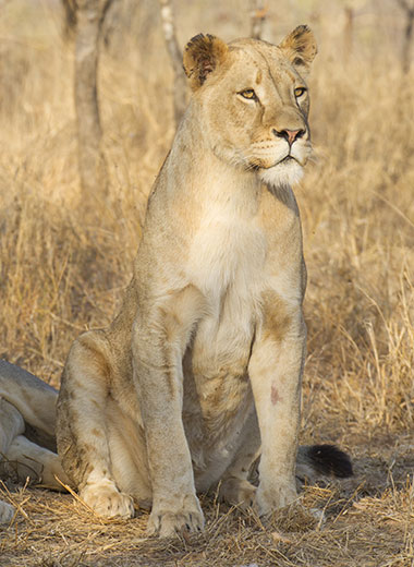 Lioness Hunting in South Africa