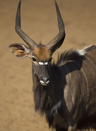 Nyala Hunting in South Africa