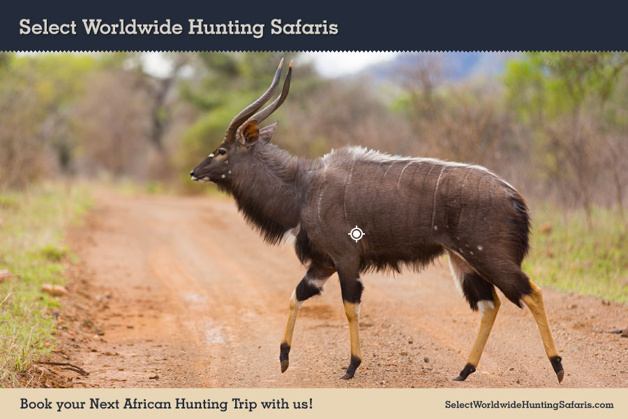 Hunting Nyala in Southern Africa