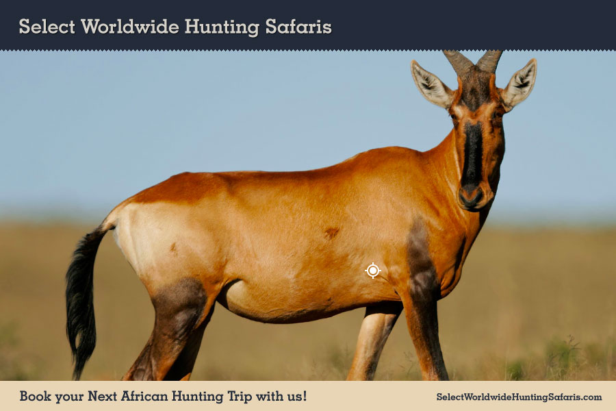 Hunting Red Hartebeest in Southern Africa