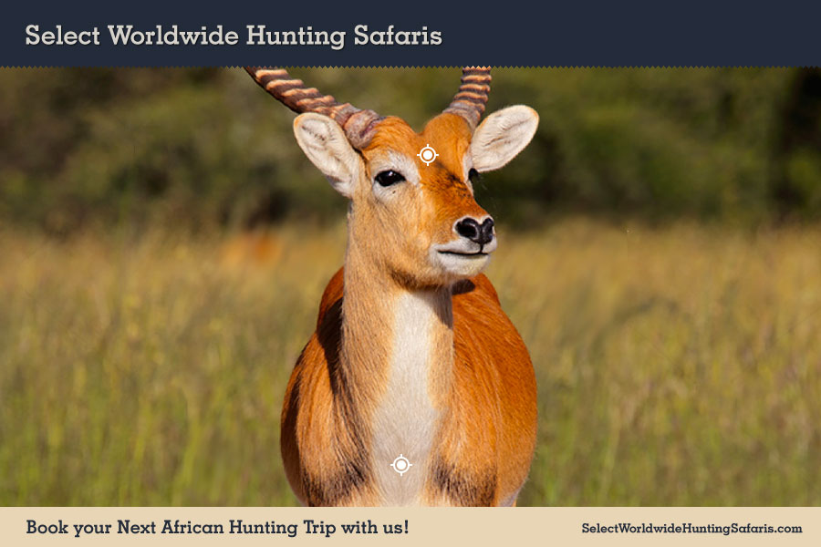 Hunting Red Lechwe in Southern Africa