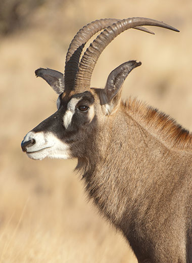 Roan Antelope Hunting in South Africa