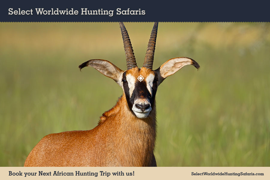 Hunting Roan in Southern Africa
