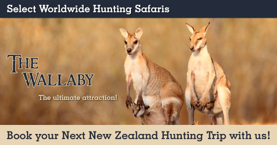 Hunting Wallaby in New Zealand