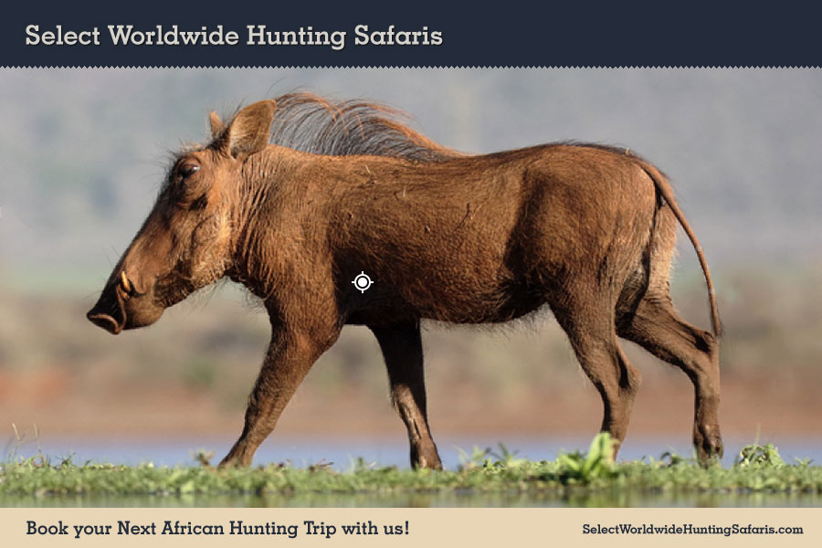 Hunting Warthog in Southern Africa