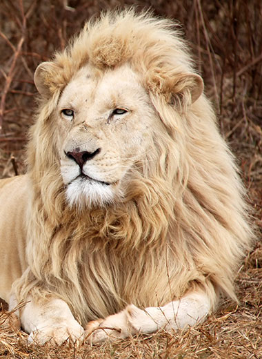 White Lion Hunting in South Africa