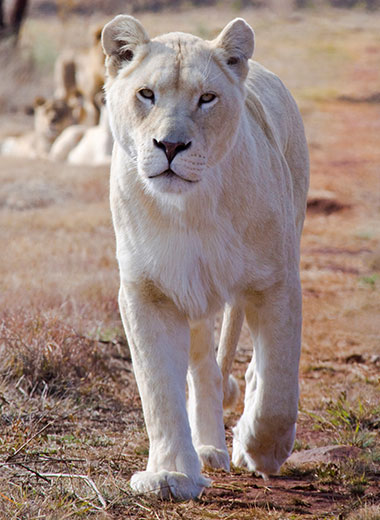 White Lioness Hunting in South Africa