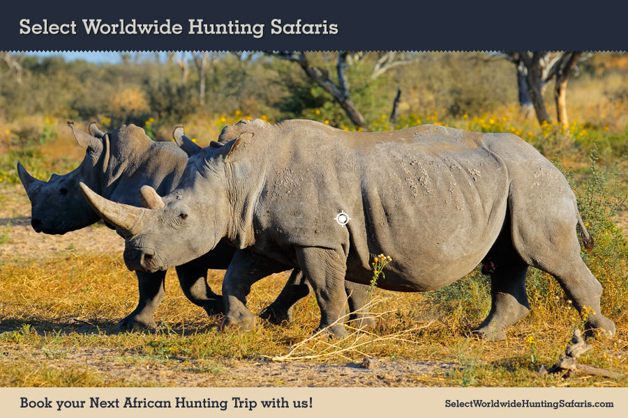Hunting White Rhino Shot Placement