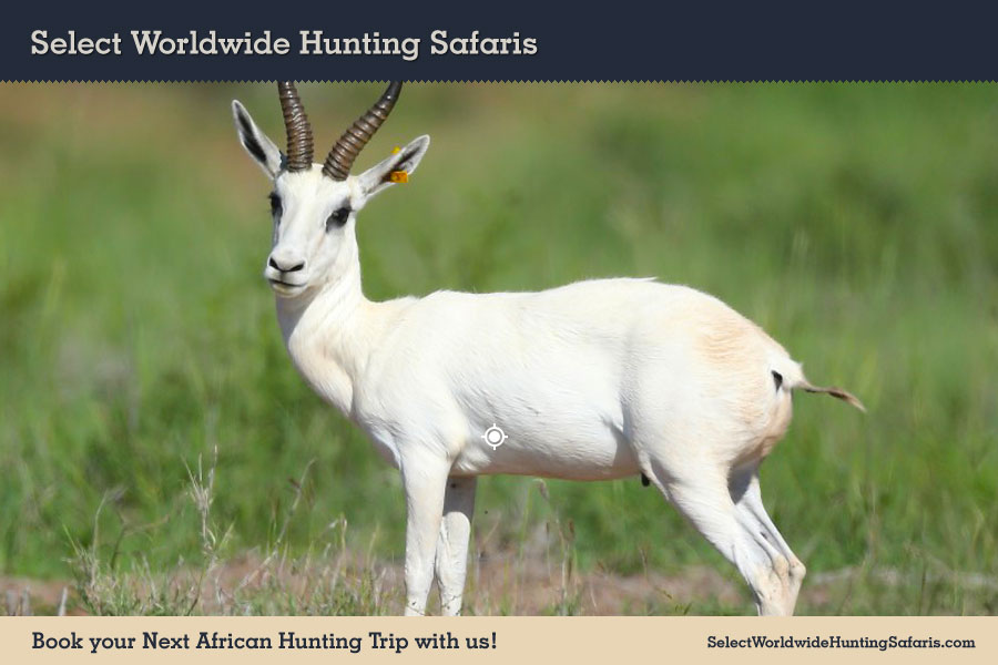 Hunting White Springbok in Southern Africa