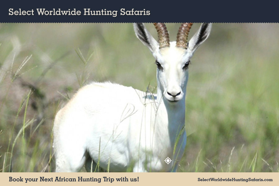 Hunting White Springbok in Southern Africa
