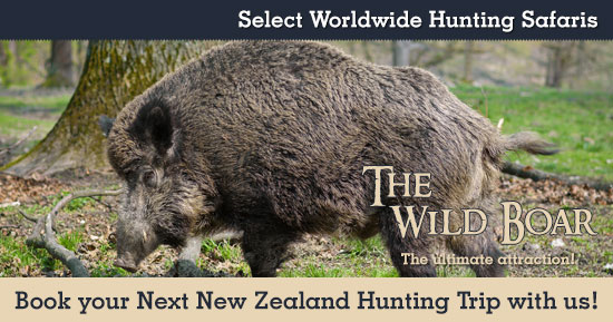 Hunting Wild Boars in New Zealand