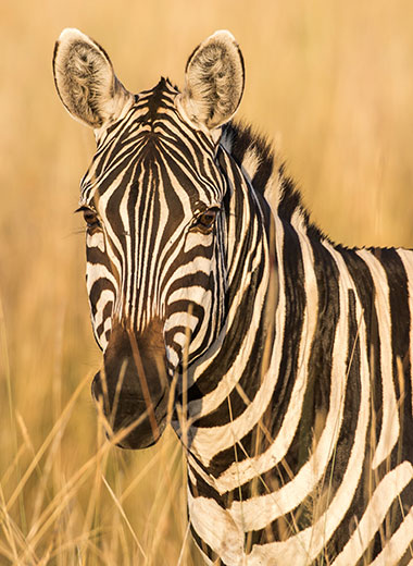 Zebra Hunting in South Africa