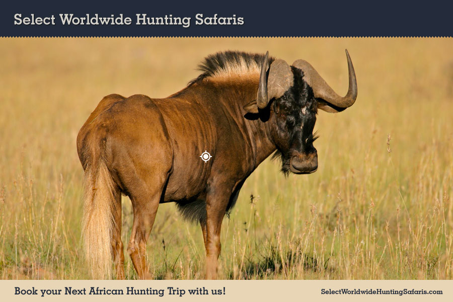 Hunting Black Wildebeest in Southern Africa