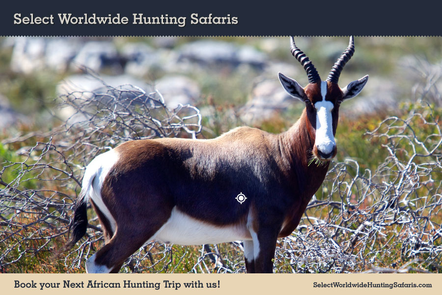 Hunting Blesbuck in Southern Africa