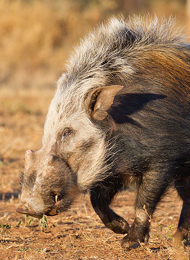 Bushpig Hunting in South Africa