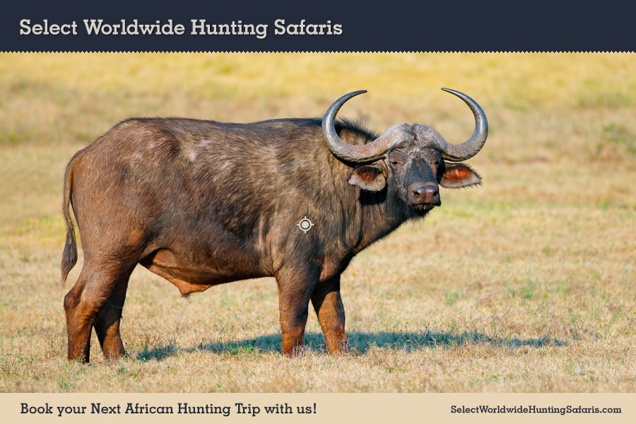 Hunting Cape Buffalo in Southern Africa