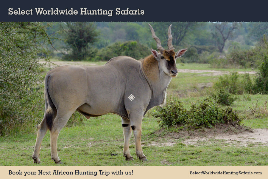 Hunting Cape Eland in Southern Africa
