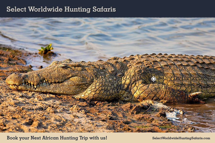 Hunting Crocodile in Southern Africa