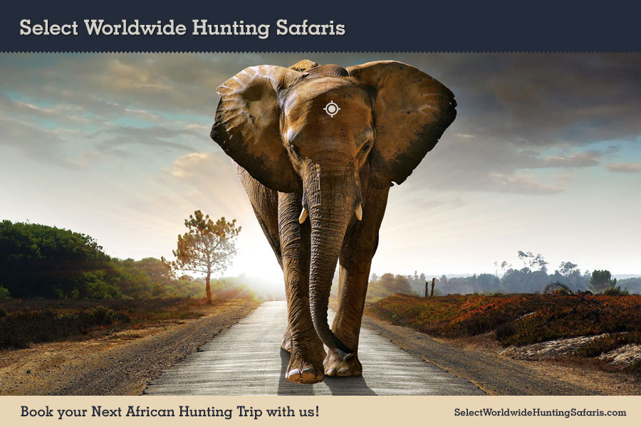 Hunting Elephant in Southern Africa