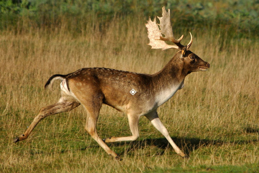 Fallow Deer Shot Placement