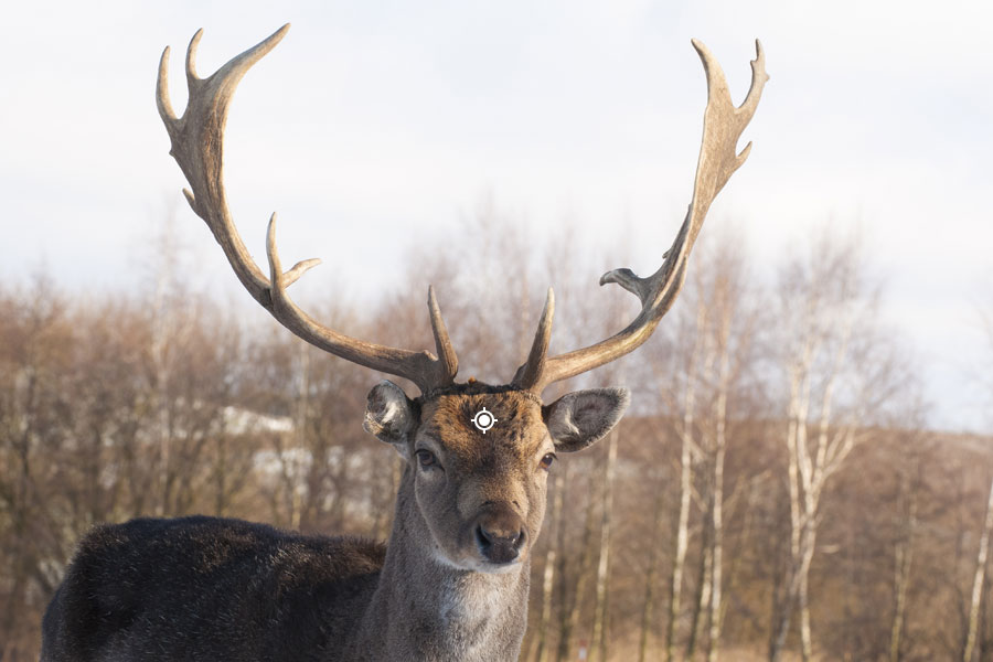 Fallow Deer Shot Placement