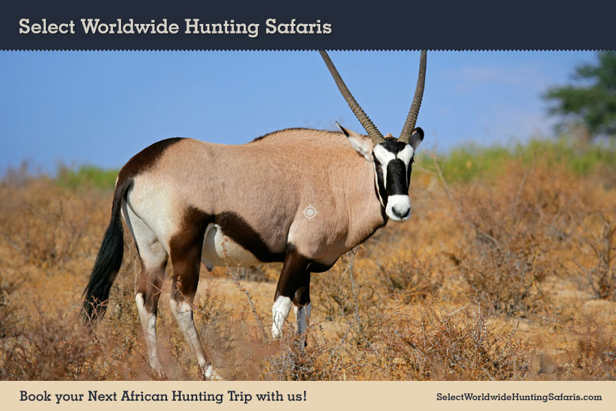 Hunting Gemsbuck in Southern Africa