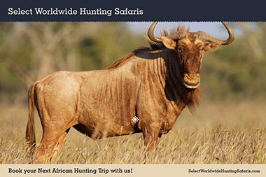 Hunting Golden Wildebeest in Southern Africa