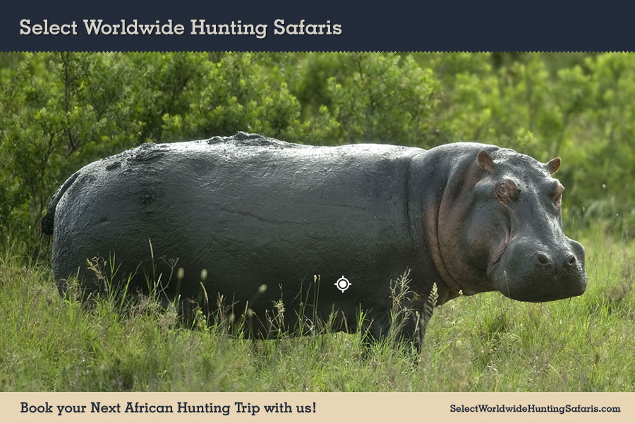 Hunting Hippopotamus in Southern Africa