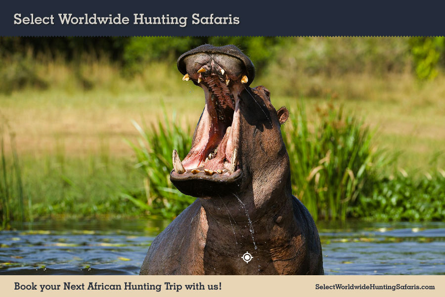 Hunting Hippopotamus in Southern Africa