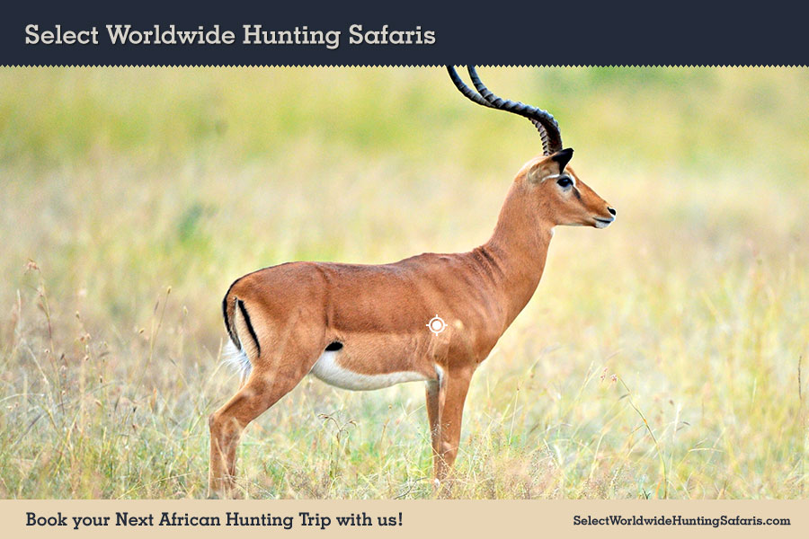 Hunting Impala in Southern Africa