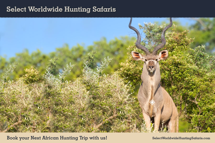 Hunting Kudu in Southern Africa
